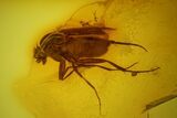 Fossil Fly (Diptera) and a Spider (Araneae) In Baltic Amber #159792-1